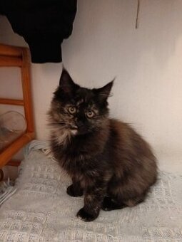 Mainska myvalia mačka