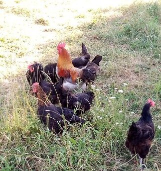 NV tmavohnedé marans