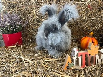 ZNÍŽENÁ CENA - zajko anglická angora -ZNÍŽENÁ CENA