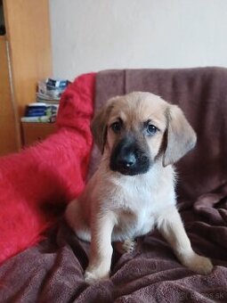 Šteniatka na darovenie