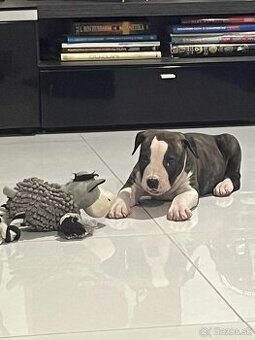 Americký staforšírsky teriér s PP