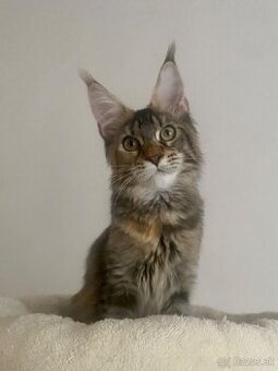 Mainská mývalia s PP, MCO , Maine Coon
