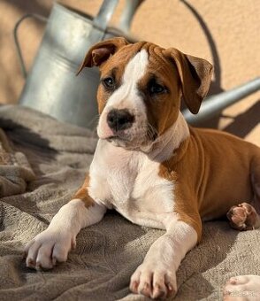 Americký stafordšírsky teriér s PP