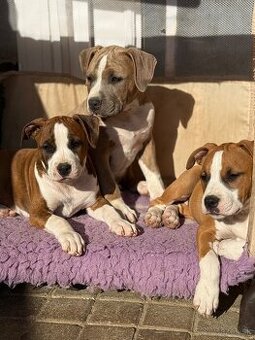 Americký stafordšírsky teriér s PP