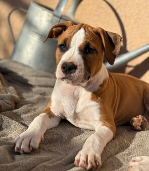 Americký stafordšírsky teriér s PP