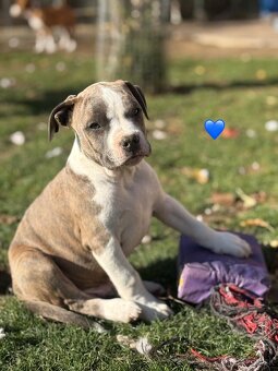 Americký stafordšírsky teriér s PP