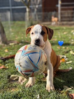 Americký stafordšírsky teriér s PP