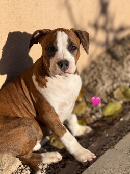 Americký stafordšírsky teriér s PP