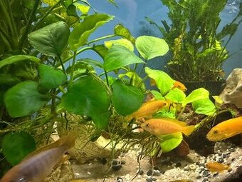 Anubias barteri - Akváriová rastlina