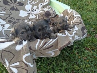 Bradac malý šteniatka