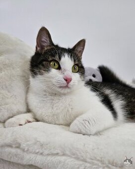 Mačička SAMANTA hľadá domov