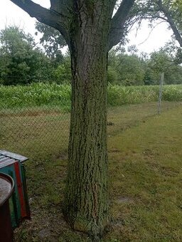 Orechovy kmen za spilenie