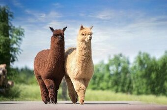 Alpaka