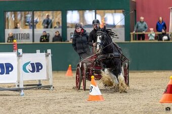 Pripúšťanie Írsky Cob