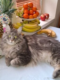 Maine Coon