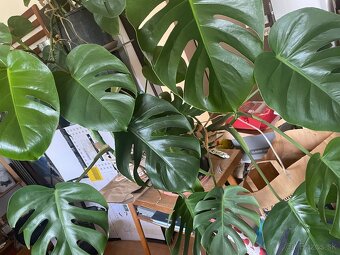 MONSTERA + INE KVETY IZBOVE