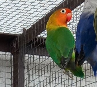 Agapornis fischeri samec do chovu
