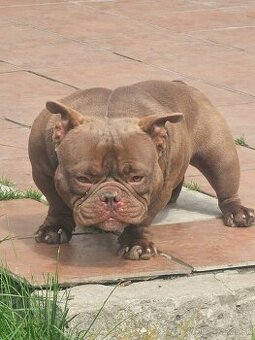 American bully nano psik aj fenka