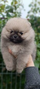 Pomeranian - 1