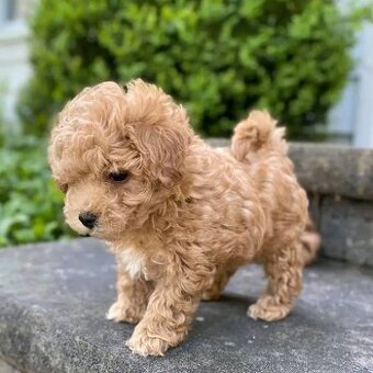 Maltipoo toy