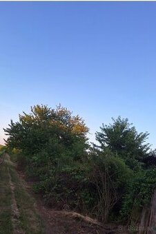 Vinica Krížny vrch