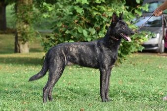 Holandský ovčiak, krátkosrstý, s rodokmeňom – rodinný pes, 1