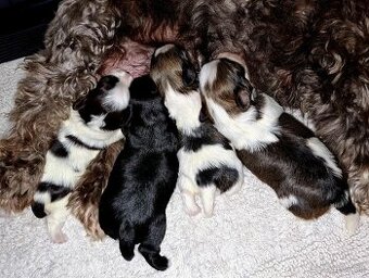 Havanský psík s PP     FCI