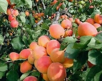 PREDÁM MARHUĽOVÝ LEKVÁR 2025 - 1