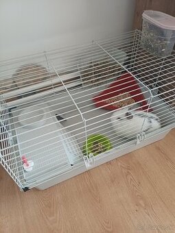 Darujem kralika do dobrých rúk