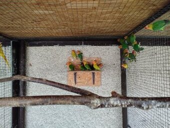 Predám Agapornis škraboškové a Fischeri