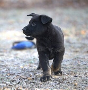 Nemecký ovčiak psík s PP