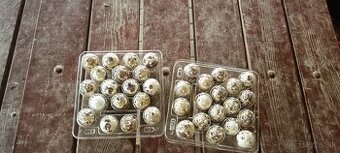 Prepeličie vajíčka