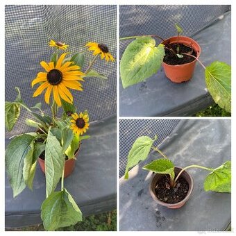 Rudbekia, hosta, fakľovka, bršlen
