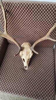 Predám raritnu trofej Daniela parožie zhody trofeje.