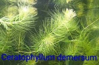 Plávajúce rastliny