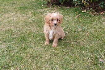 Cavapoo
