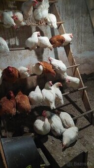 Mladky LEGHORN a DOMINANT