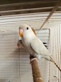 Agapornis
