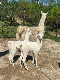 Lama krotká. Samček.