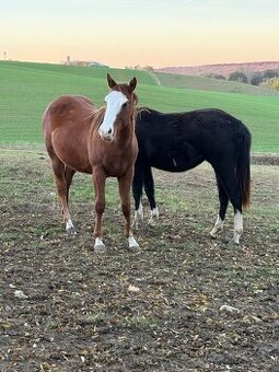 Paint horse kobyla 2024