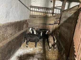 Predam mladé kozičky. - 1