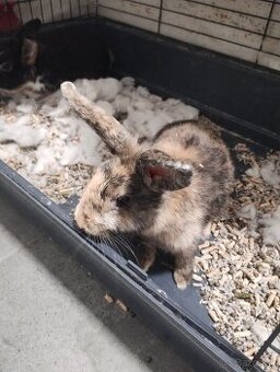 Darujem zajačiky - 1