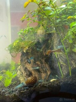 Darujem slimáka Neritina paralella