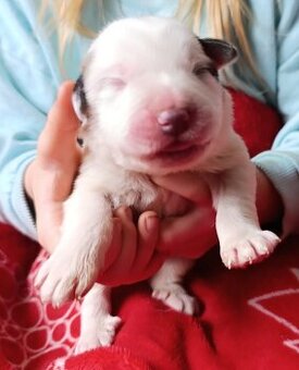 Pyrenejský horský pes chlupáči