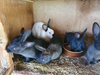 10 týždňové králiky