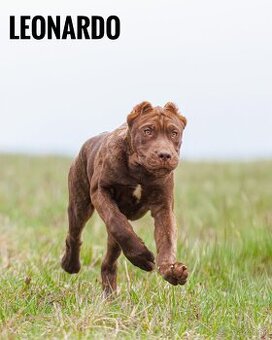 Bandog