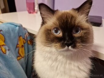 LUNA si hľadá nový domov