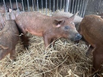 Odstavcata mangalica Durok duroc