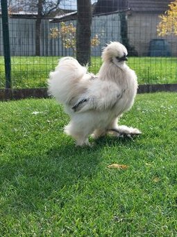 Hodvábnička kohút hodvabnicka