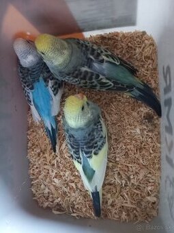 Andulka - Papagájec vlnkovaný - 1